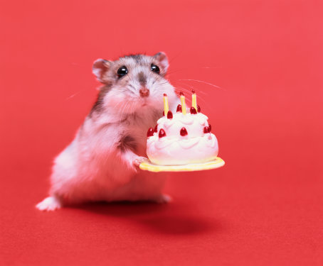 birthday-hamster.jpg